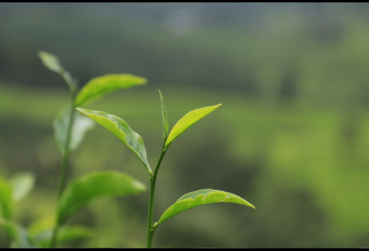 Lyposingrass : The Green Revolution of Sustainable Living