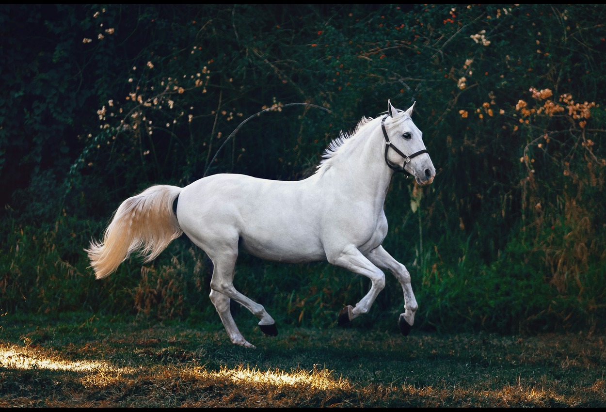 BK Horse: The ideal companion for horse riding enthusiasts